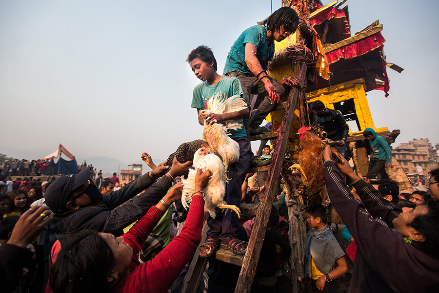 Animal sacrifice during the festival